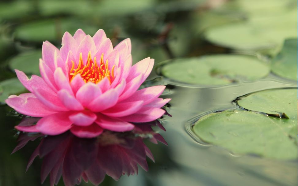 Detail Foto Gambar Bunga Lotus Nomer 14