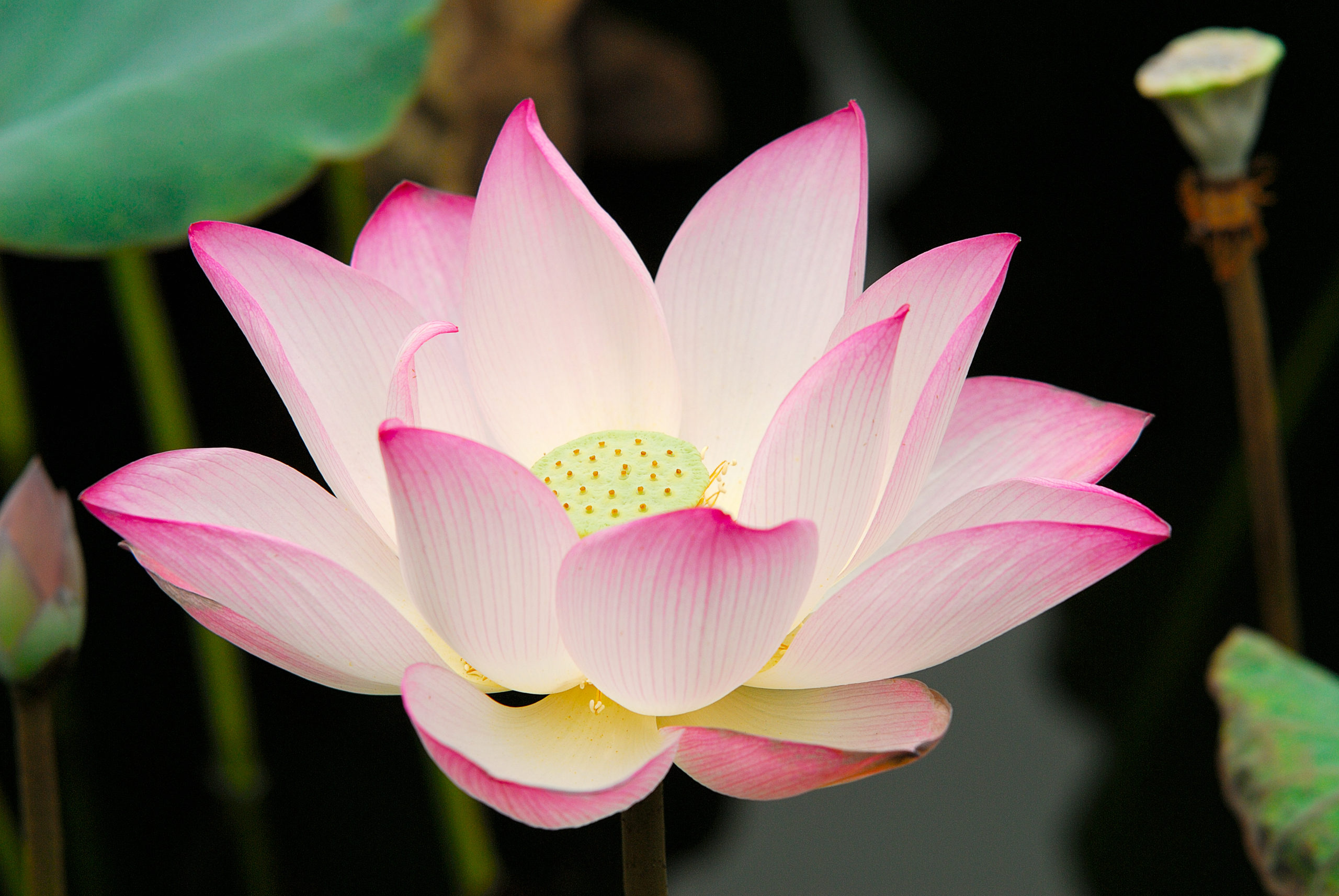 Download Foto Gambar Bunga Lotus Nomer 16