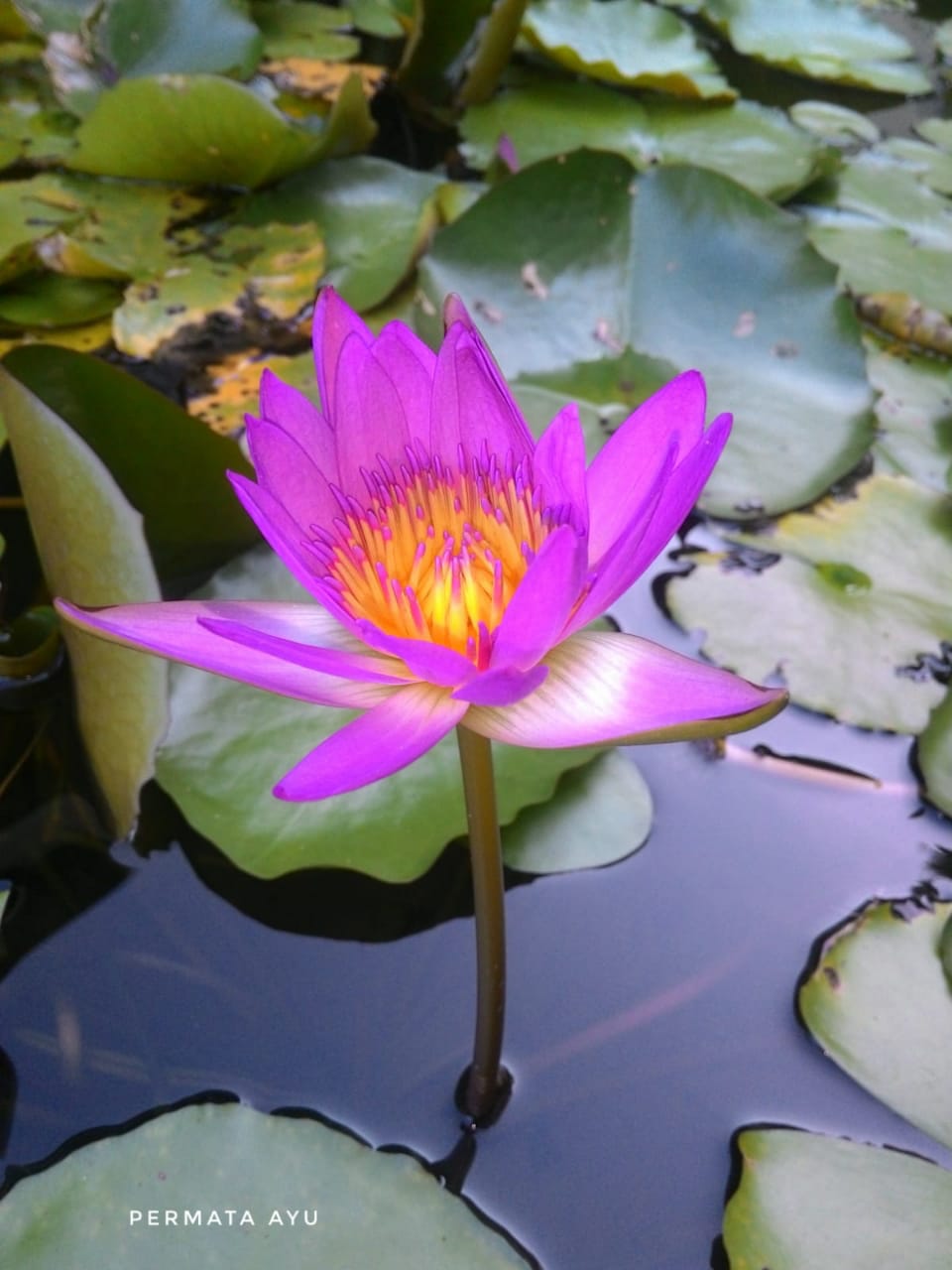 Detail Foto Gambar Bunga Lotus Nomer 17