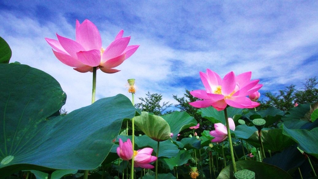 Detail Foto Gambar Bunga Lotus Nomer 19