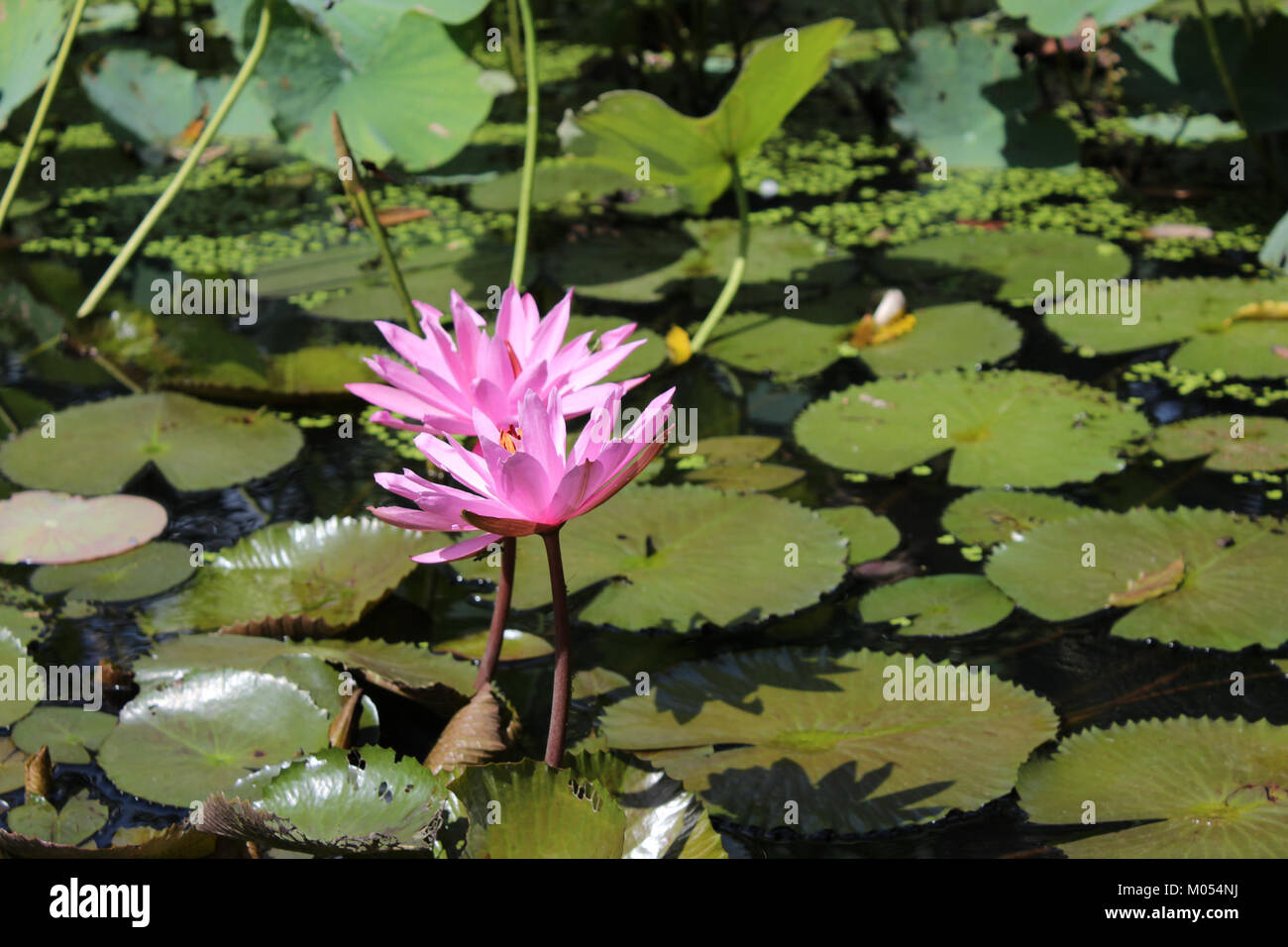 Detail Foto Gambar Bunga Lotus Nomer 20