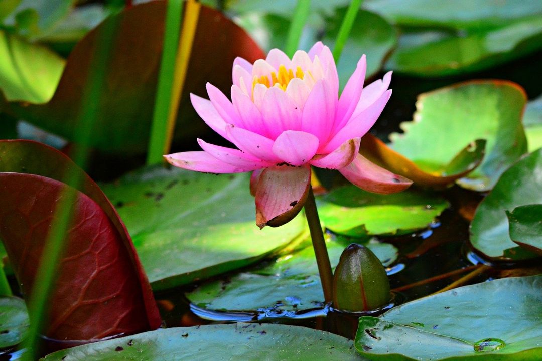 Detail Foto Gambar Bunga Lotus Nomer 22