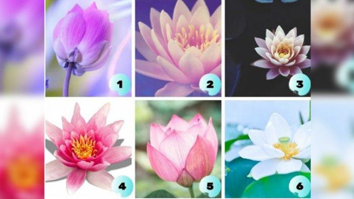 Detail Foto Gambar Bunga Lotus Nomer 27