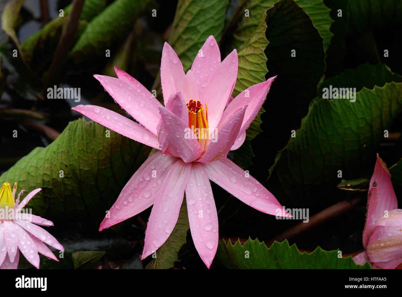 Download Foto Gambar Bunga Lotus Nomer 28