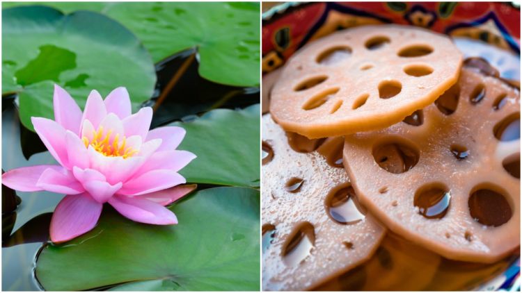 Detail Foto Gambar Bunga Lotus Nomer 30