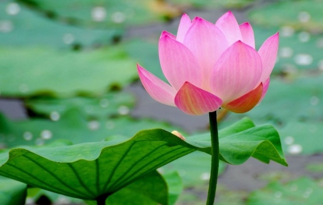 Detail Foto Gambar Bunga Lotus Nomer 33