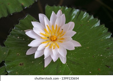Detail Foto Gambar Bunga Lotus Nomer 44