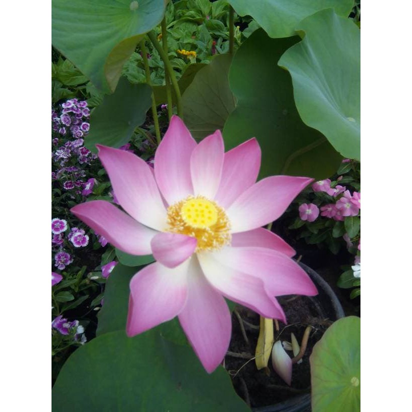 Detail Foto Gambar Bunga Lotus Nomer 46