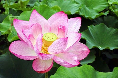 Download Foto Gambar Bunga Lotus Nomer 8