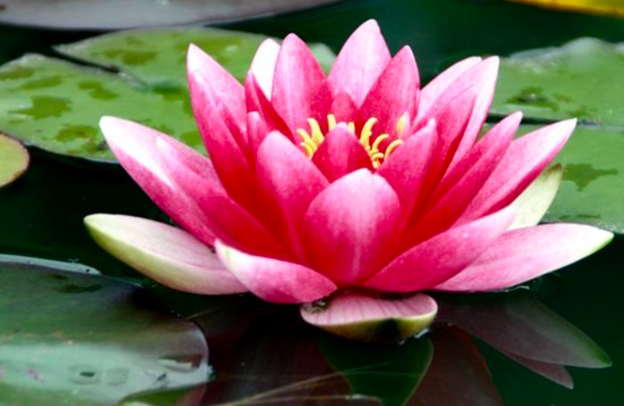 Detail Foto Gambar Bunga Lotus Nomer 9