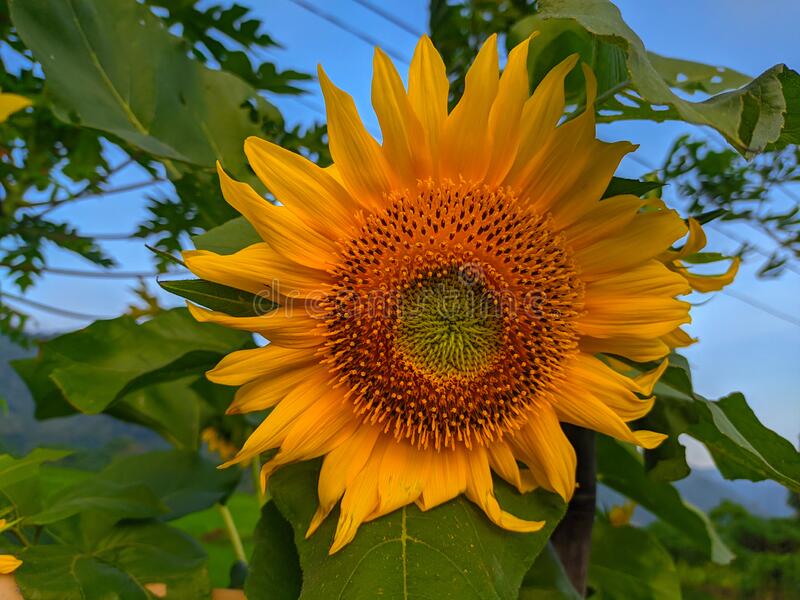 Detail Foto Gambar Bunga Matahari Nomer 13