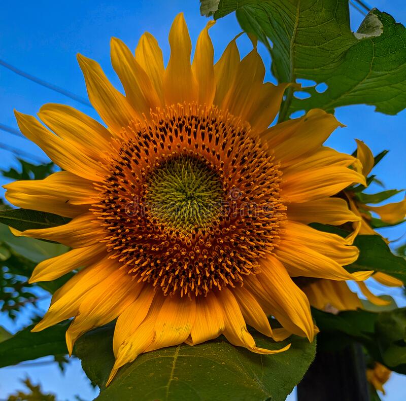 Detail Foto Gambar Bunga Matahari Nomer 8