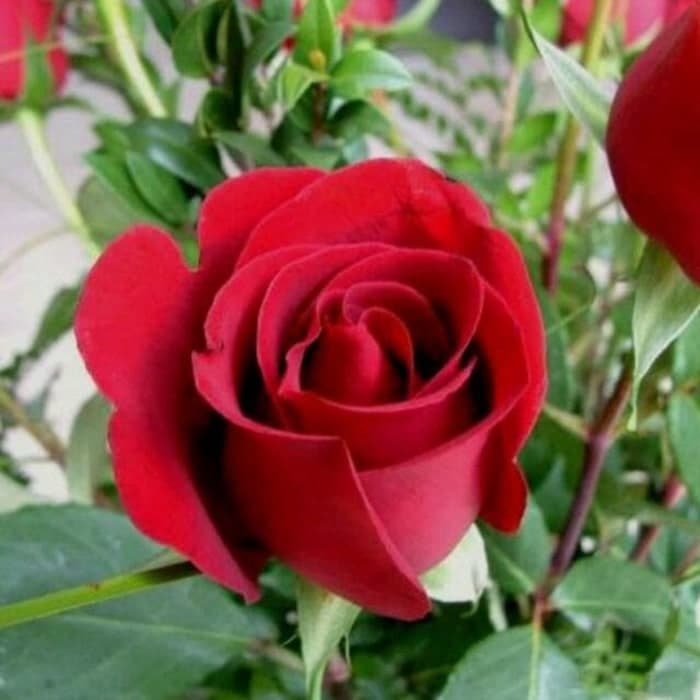 Detail Foto Gambar Bunga Mawar Merah Nomer 20