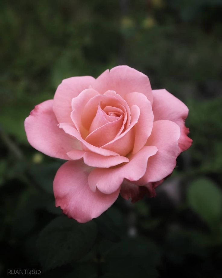 Detail Foto Gambar Bunga Mawar Pink Nomer 17