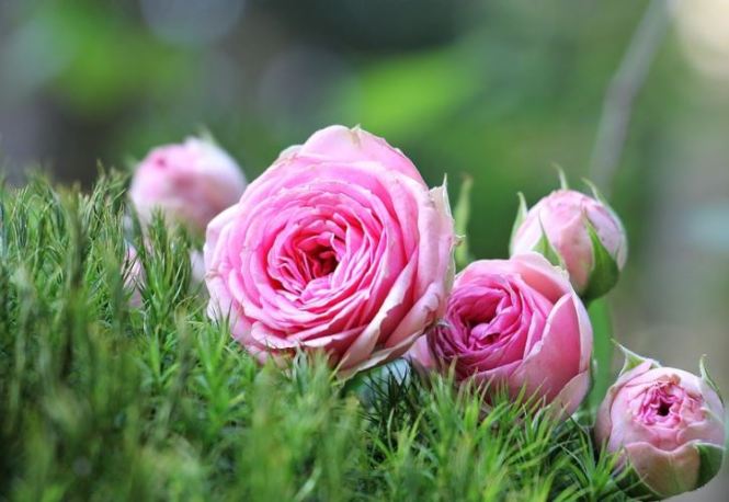 Detail Foto Gambar Bunga Mawar Pink Nomer 23