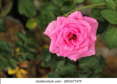 Detail Foto Gambar Bunga Mawar Pink Nomer 4
