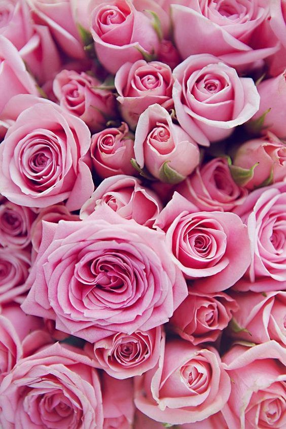 Detail Foto Gambar Bunga Mawar Pink Nomer 30