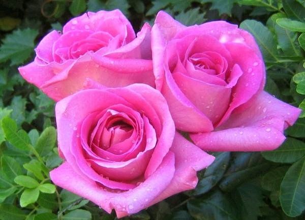 Detail Foto Gambar Bunga Mawar Pink Nomer 9