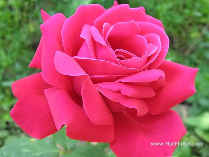 Download Foto Gambar Bunga Mawar Pink Nomer 10