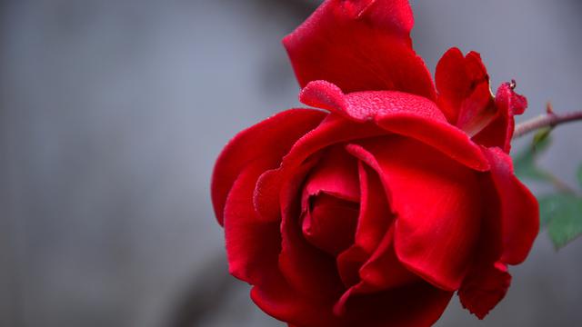 Detail Foto Gambar Bunga Mawar Yg Bagus Nomer 23
