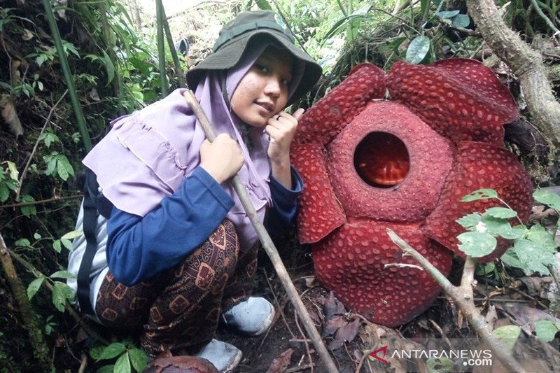 Detail Foto Gambar Bunga Raflesia Nomer 15