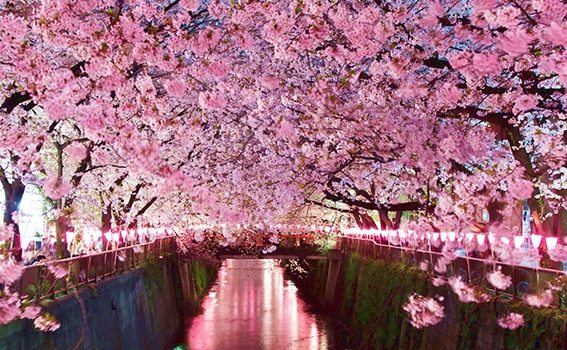Detail Foto Gambar Bunga Sakura Nomer 29