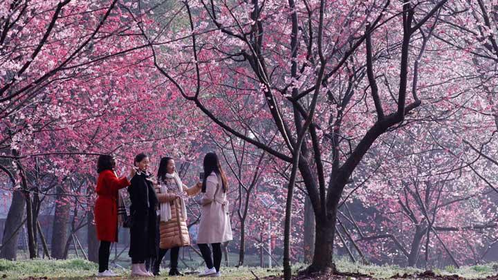 Detail Foto Gambar Bunga Sakura Nomer 31