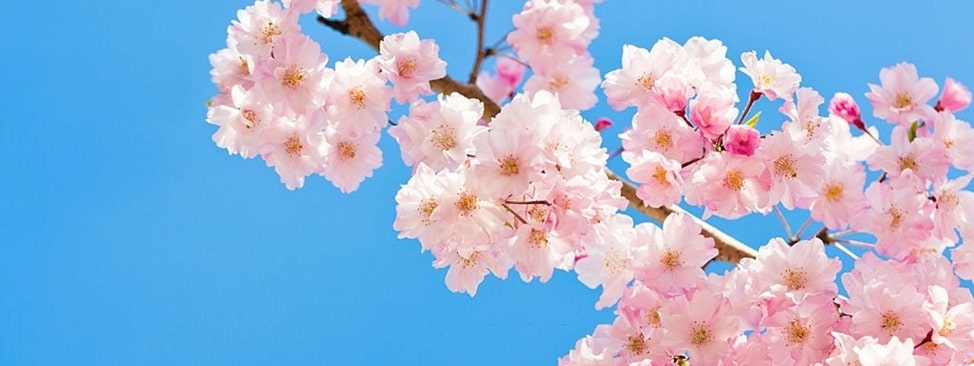 Detail Foto Gambar Bunga Sakura Nomer 39