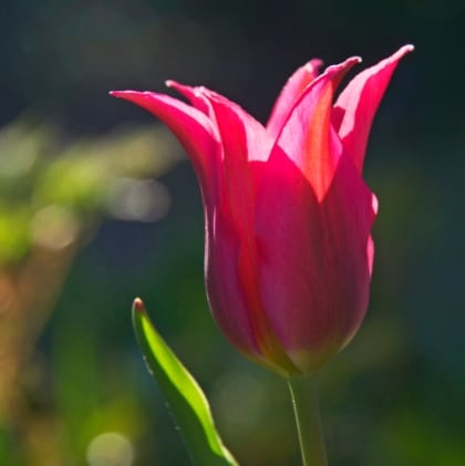 Download Foto Gambar Bunga Tulip Nomer 22