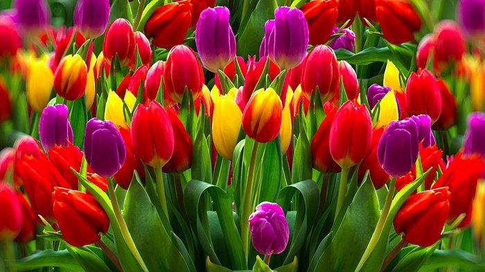 Download Foto Gambar Bunga Tulip Nomer 30