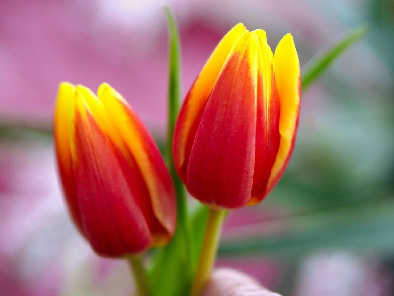 Detail Foto Gambar Bunga Tulip Nomer 8