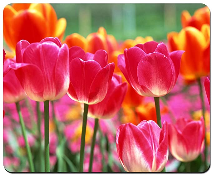 Download Foto Gambar Bunga Tulip Nomer 10