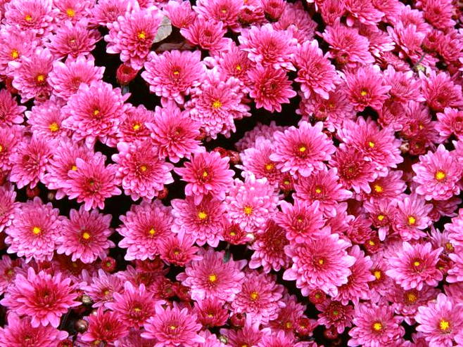 Detail Foto Gambar Bunga Yang Indah Nomer 15