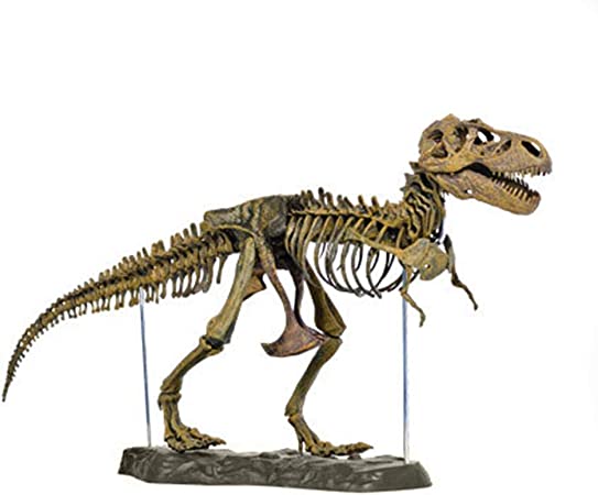 Detail Skelett Dinosaurier Nomer 7