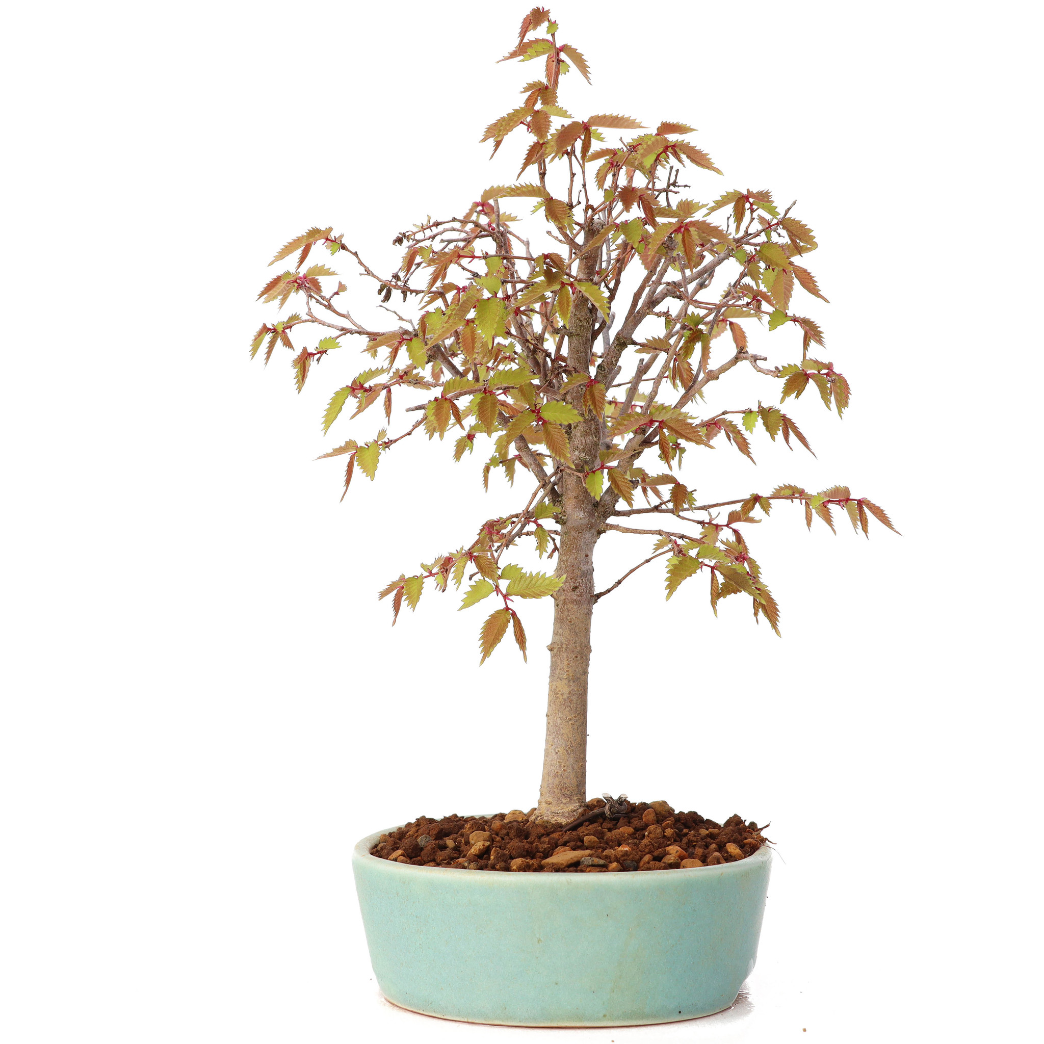 Zelkova Serrata Bonsai - KibrisPDR