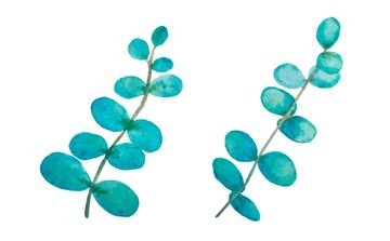 Detail Eukalyptus Grafik Kostenlos Nomer 17