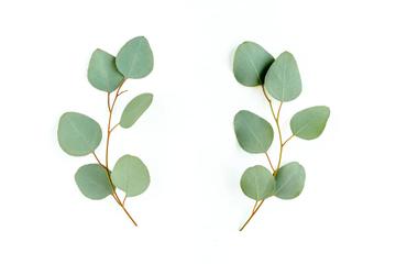 Detail Eukalyptus Grafik Kostenlos Nomer 25