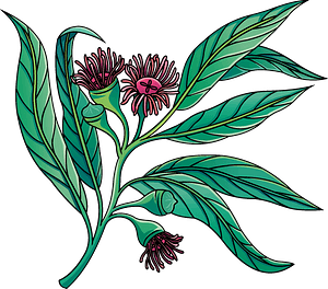 Detail Eukalyptus Grafik Kostenlos Nomer 27