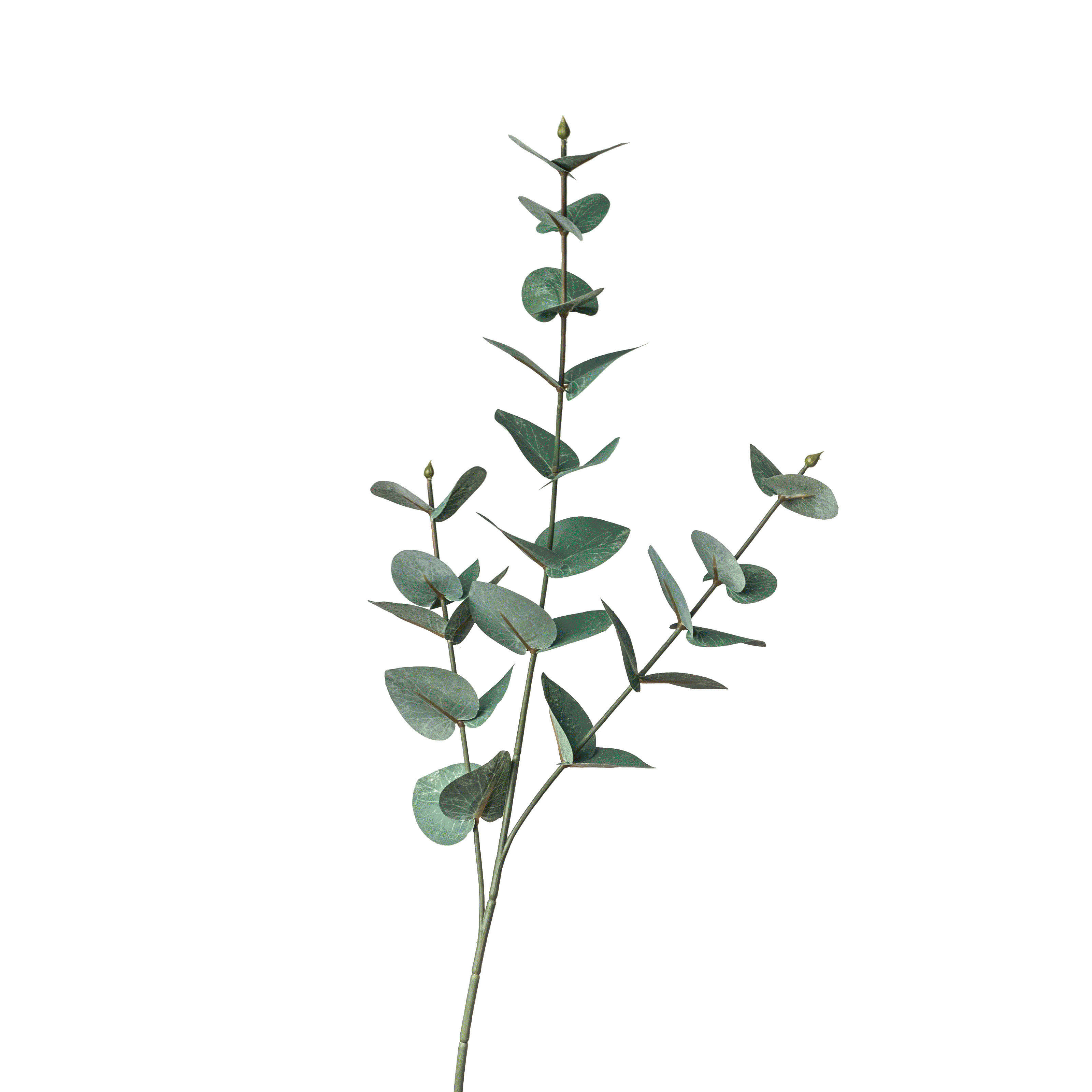 Detail Eukalyptus Grafik Kostenlos Nomer 28