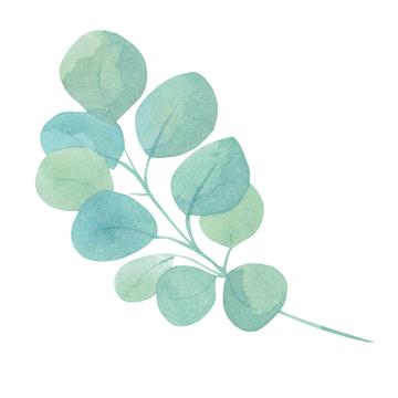 Detail Eukalyptus Grafik Kostenlos Nomer 6