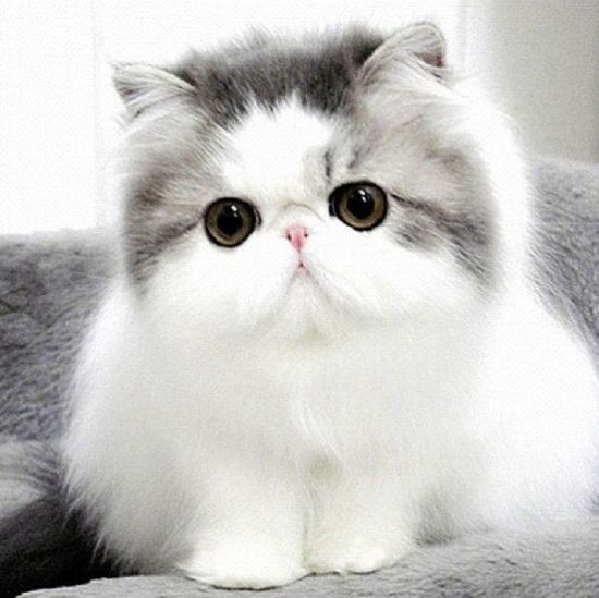 Download Foto Gambar Kucing Lucu Nomer 11