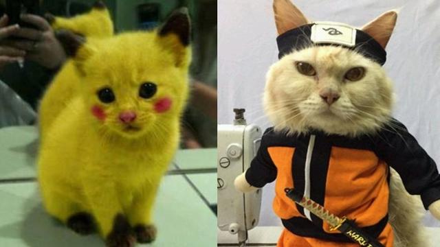 Detail Foto Gambar Kucing Lucu Nomer 20