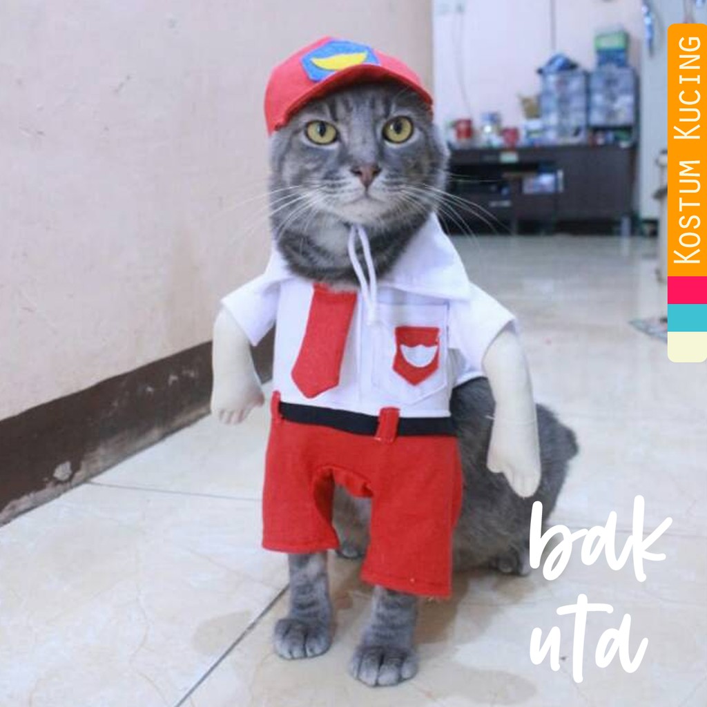 Detail Foto Gambar Kucing Lucu Nomer 24