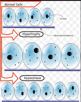 Detail Foto Gambar Muscle Growth Nomer 35