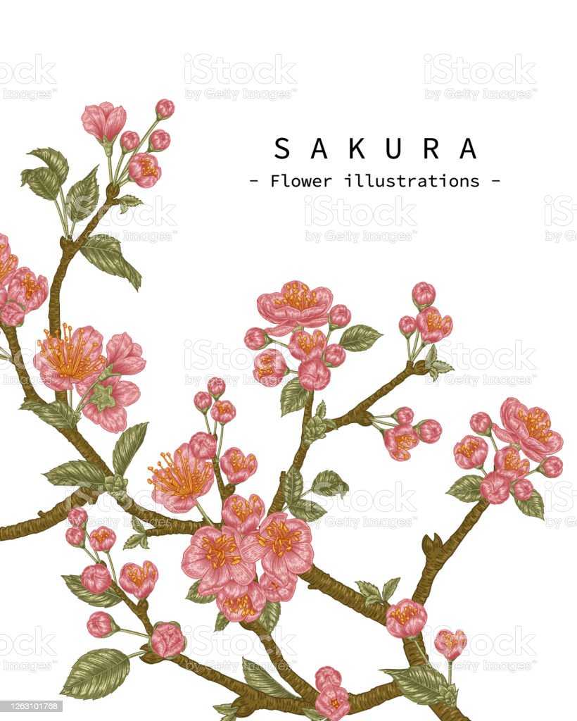 Detail Foto Gambar Sketsa Bunga Sakura Nomer 46