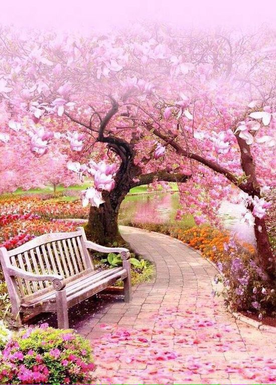 Foto Gambar Taman Bunga Sakura - KibrisPDR