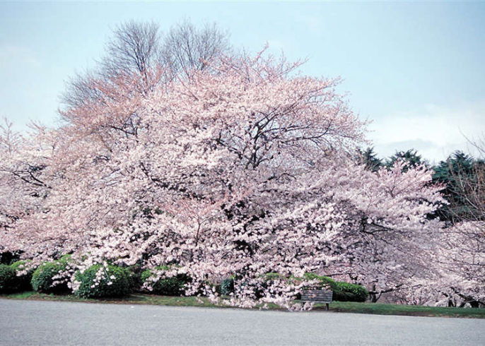 Detail Foto Gambar Taman Bunga Sakura Nomer 15