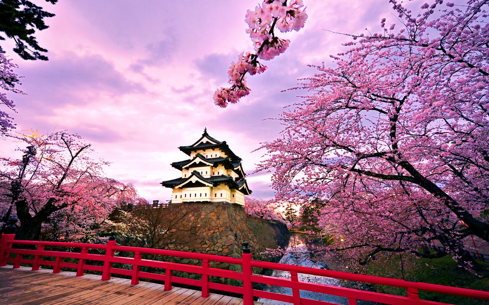 Detail Foto Gambar Taman Bunga Sakura Nomer 22