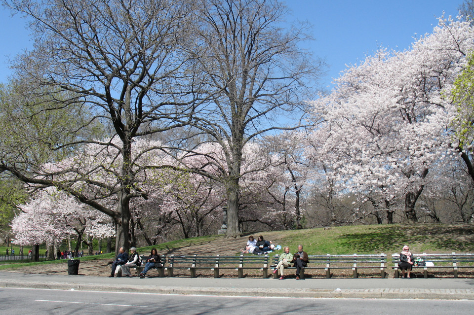 Detail Foto Gambar Taman Bunga Sakura Nomer 43