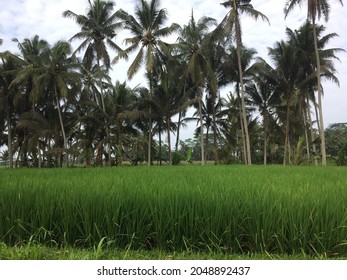 Detail Foto Gambaran Pemandangan Nomer 31